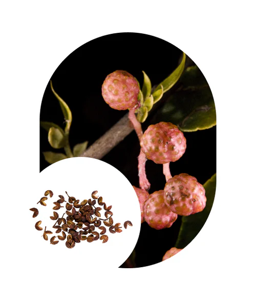 bungeanum