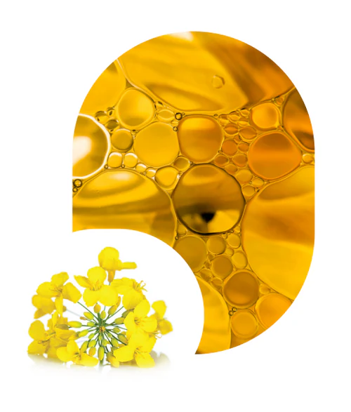 camelina_6b4f6641-7eb7-4d23-8a19-1413203602ae